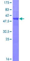 Human LRRC3B Protein (Recombinant GST)