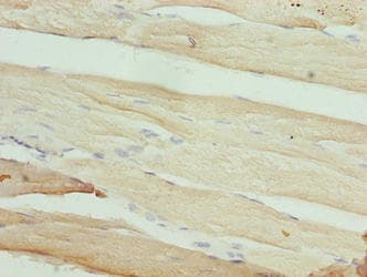 Polyclonal Rabbit anti-Human MAB21L1 Antibody (IHC, WB)
