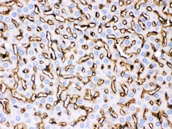 Polyclonal Rabbit anti-Rat APOA1 / Apolipoprotein A 1 Antibody (IHC, WB)