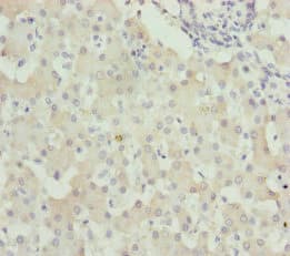 Polyclonal Rabbit anti-Human WDR45 Antibody (IHC)