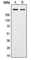 PRKDC / DNA-PKcs Antibody (C-Terminus)