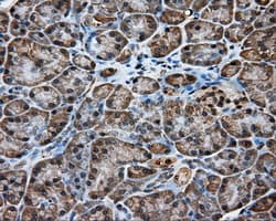 KCTD5 Antibody (clone OTI3C8, Carrier-free)