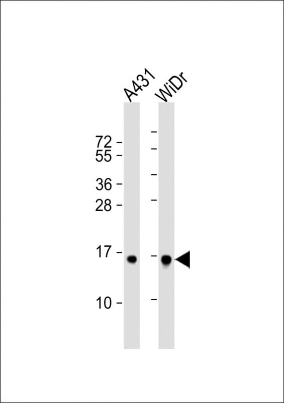 H2BFS Antibody (aa 58-84, Internal)