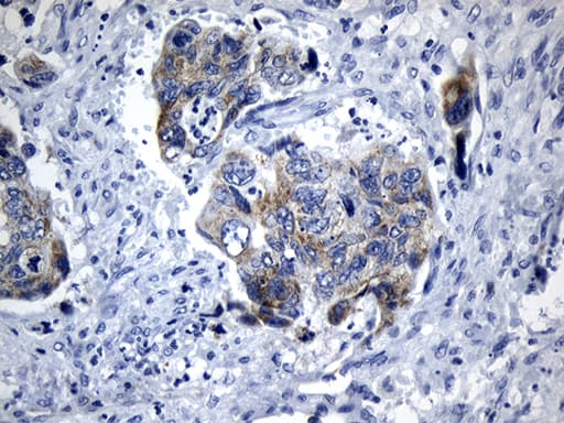 MRPL48 Antibody (clone OTI7F4)