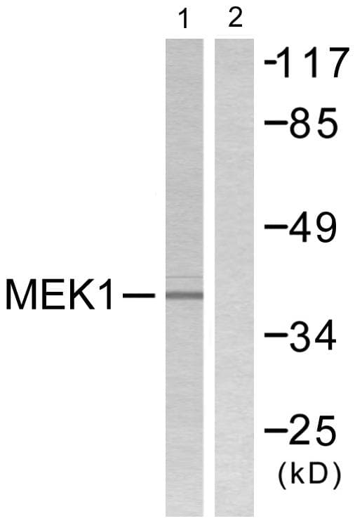 Polyclonal Rabbit anti-Human MAP2K1 / MKK1 / MEK1 Antibody (p286, IHC, WB)