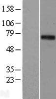 EEYORE / TIGD1 Protein (Over-Expression Lysate Myc-DDK (Flag))
