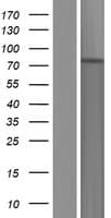 UNKL Protein (Over-Expression Lysate Myc-DDK (Flag))