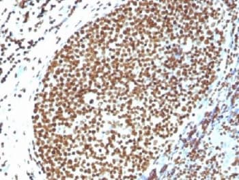 Histone H1 Antibody