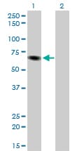 ITPKB Antibody (clone 2F8)