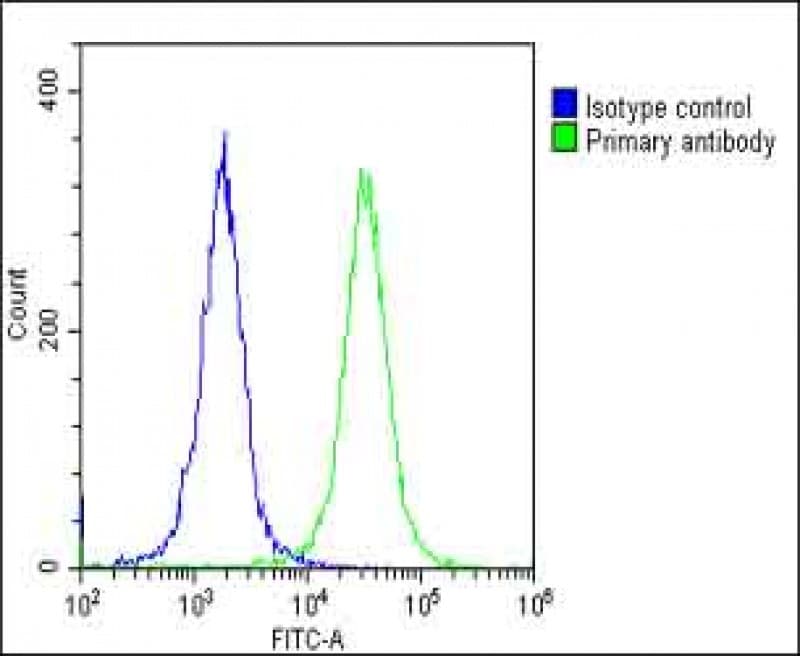 CLCN1 / CLC-1 Antibody (N-Terminus)