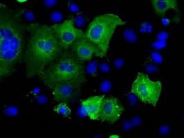 SNX9 / WISP Antibody (clone OTI1E4)