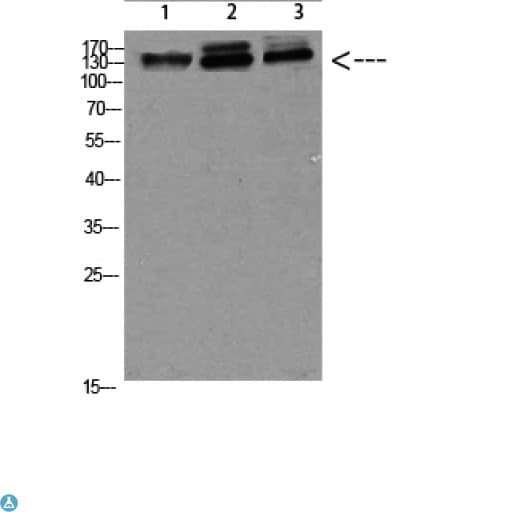 NFAT5 Antibody