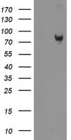 ZBED1 / TRAMP Antibody (clone OTI1A1)