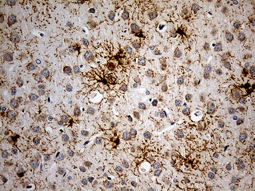 GPR17 Antibody (C-Terminus, clone OTI17C1)