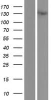 FBLN2 / Fibulin 2 Protein (Over-Expression Lysate Myc-DDK (Flag))