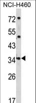 Polyclonal Rabbit anti-Human CER1 Antibody (aa56-85, IHC, WB)