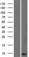 Human SMIM4 Protein (Over-Expression Lysate Myc-DDK (Flag))