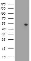 ZNF365 Antibody (aa108-407, clone OTI2F4, Carrier-free)