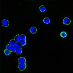 Monoclonal Mouse Anti-Human IgG Fc Secondary Antibody (clone 4A10, IF, WB)