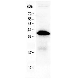 IGFBP1 Antibody