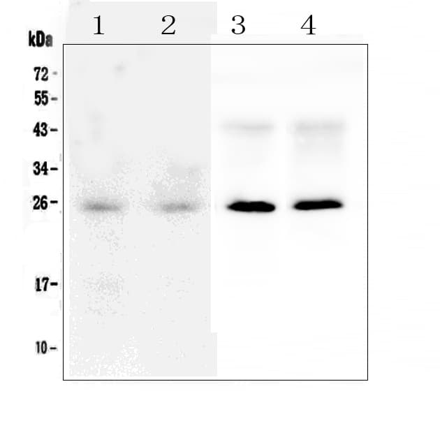 IHC-plus™ SNAP25 Antibody