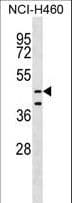 MPND Antibody (aa8-36)
