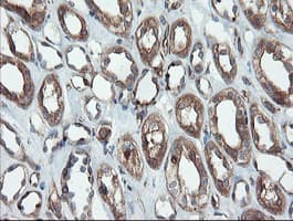 PSMA6 Antibody (clone OTI3B8)