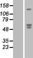 Human SIRPB1 / CD172b Protein (Over-Expression Lysate Myc-DDK (Flag))
