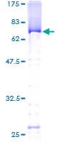 Human PUS1 Protein (Recombinant GST)