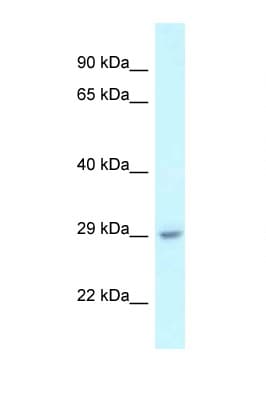 C1orf43 Antibody (aa28-77)