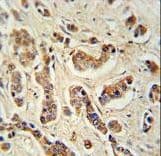FAM20A Antibody (aa48-77)