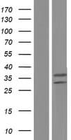 UQCRFS1 Protein (Over-Expression Lysate Myc-DDK (Flag))