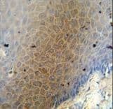 Polyclonal Rabbit anti-Human CEP70 Antibody (aa309-338, IHC, WB)