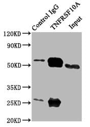 Polyclonal Rabbit anti-Human TNFRSF10A / DR4 Antibody (IHC, IF, WB)