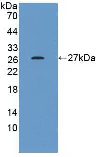 HSPB1 / HSP27 Antibody (APC)