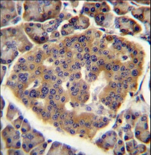 C15orf40 Antibody (aa72-100)