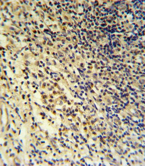 LP-PLA2 / PLA2G7 Antibody (aa200-228)
