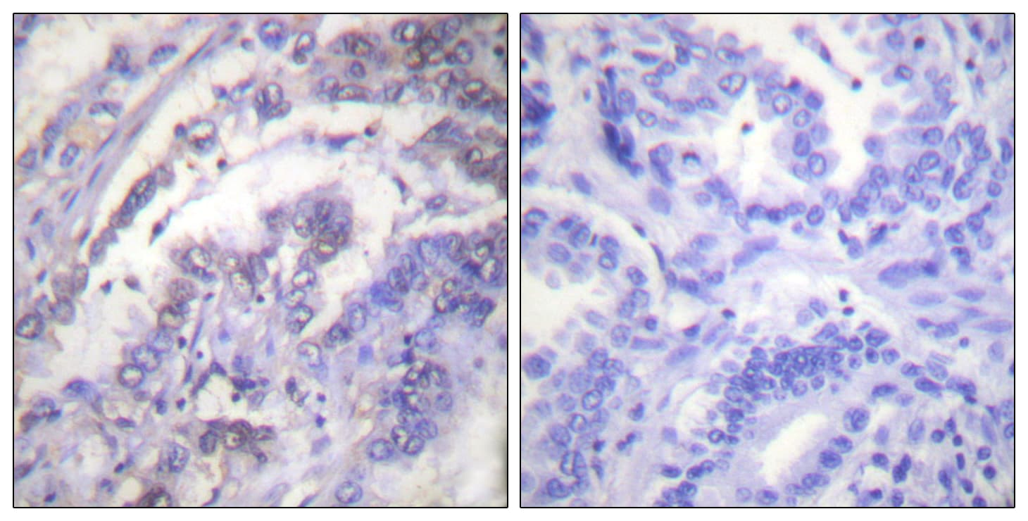 Polyclonal Rabbit anti-Human Histone H3 Antibody (aa1-50, IHC, WB)