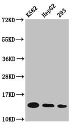 HIST1H2BN Antibody