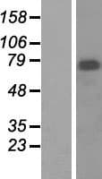 MEN1 / Menin Protein (Over-Expression Lysate Myc-DDK (Flag))