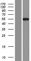 FOXD2 Protein (Over-Expression Lysate Myc-DDK (Flag))