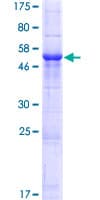 Human GSG1 Protein (Recombinant GST)