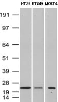 VBP1 Antibody (clone UMAB75)
