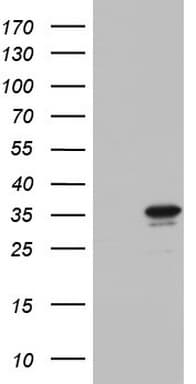 CHCHD3 Antibody (aa2-227, clone OTI7G4)
