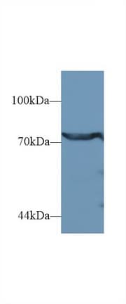 Dipeptidyl Peptidase 3 / DPP3 Antibody (PE)