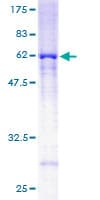 Human RRAGA Protein (Recombinant GST)