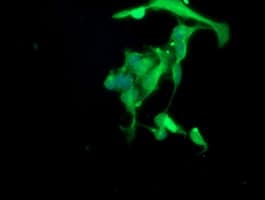 Paraplegin / SPG7 Antibody (clone OTI1C12)