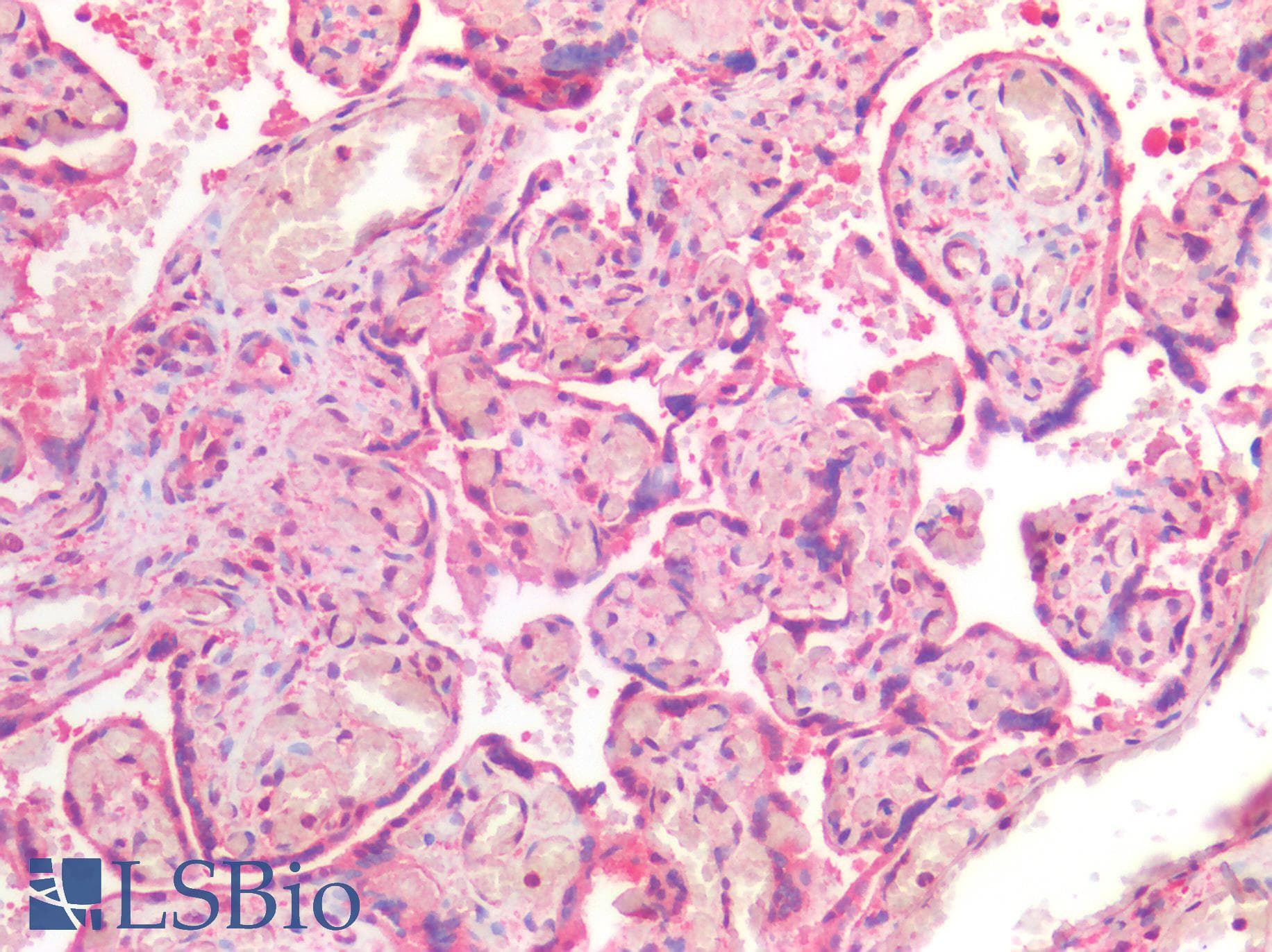 IHC-plus™ CD118 / LIF Receptor Alpha Antibody