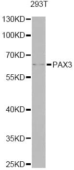 PAX3 Antibody
