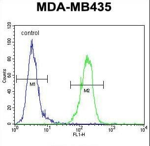 Polyclonal Rabbit anti-Human AKT1 Antibody (aa115-144, IHC, IF, WB)